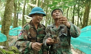 Chung tay bảo vệ quốc bảo sâm Ngọc linh