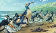 Hai “quái vật chim cánh cụt” to gấp đôi con người xuất hiện ở châu Úc