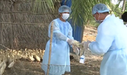 Nguy cơ xâm nhập Việt Nam, cúm gia cầm H5N1 nguy hiểm thế nào?
