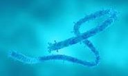 Bệnh viện Chợ Rẫy cảnh báo mức độ nguy hiểm của  virus Marburg
