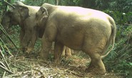 Phát hiện 2 voi rừng tại Vườn Quốc gia Vũ Quang