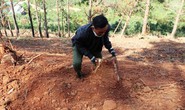 Lâm Đồng: 12 người chiếm hơn 115.000m2 đất rừng sản xuất