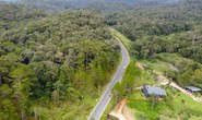 Lâm Đồng từ chối nghiên cứu quy hoạch dự án Dragon Hill Park 11ha trên đất rừng