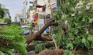 Quản cây xanh phải khoa học, trách nhiệm