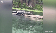 Thư giãn trên sông, ba phụ nữ bất ngờ chạm trán cá sấu
