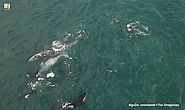 Cá voi mẹ tuyệt vọng cứu con khỏi cuộc tấn công của cá voi sát thủ