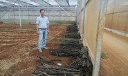 Hình ảnh xót xa ở dự án nông nghiệp hữu cơ lớn nhất Việt Nam