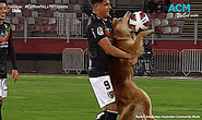 Chuyện lạ: Chó lao vào sân chiếm bóng của cầu thủ, trận đấu “đứng hình”