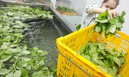 Khởi nghiệp nông nghiệp hữu cơ đang co lại