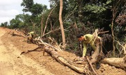 Mảng rừng lớn bị phá để làm đường khi chưa được cơ quan chức năng cấp phép