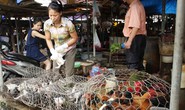 Tưởng gà ta, té ra... gà thải!