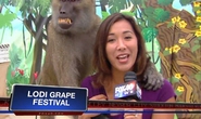 Khỉ sàm sỡ “vòng 1” nữ phóng viên truyền hình xinh đẹp