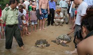 Cứu hộ thành công 7 cá thể rùa biển