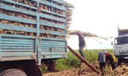 Hợp tác làm ăn lâu dài với người trồng mía