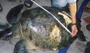 Thả về biển con vích nặng 73 kg