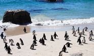 Chim cánh cụt chết hàng loạt dạt vào bờ biển Chile