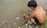 Cá chết hàng loạt trên sông Bồng Miêu do Cyanua?