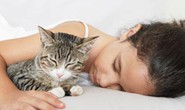 Sốc tim do nhiễm giun sán từ chó mèo