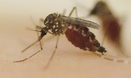 Biến đổi gien để muỗi không ngửi được mùi người