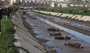 Hơn 80 thi thể nổi trên sông ở Aleppo