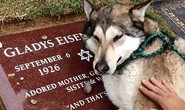 Cảm động chú chó sói thổn thức bên mộ bà ngoại chủ nhân
