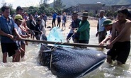 Hà Tĩnh: Bắt được cá lạ còn sống nặng hơn 350 kg