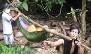 Trần ai truy quét “vàng tặc”