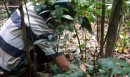 Đi bẫy thú rừng, 4 người chết và mất tích