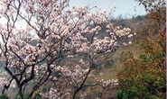Rực rỡ mùa hoa ban Tây Bắc