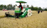 “Cánh đồng mẫu lớn” chưa đủ lớn