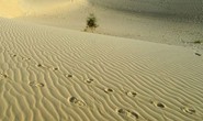 Phát hiện 87 thi thể chết khát trên Sahara