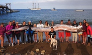 15 người khiêng cá rắn khổng lồ lên bờ