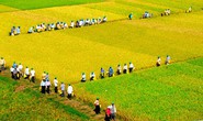 Tham quan cánh đồng mẫu lớn đoạt giải nhất