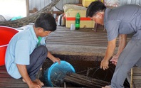 Chuyện con cá kêu éc éc ở Phú Tân - An Giang