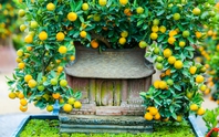 Độc đáo quất bonsai ôm nhà cổ mang phong cách xưa hút khách dù giá rất cao