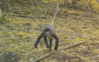 Tìm thấy khỉ ma ở vùng sông Mê Kông