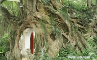 Cây sanh có bộ rễ khổng lồ ôm trọn ngôi miếu cổ
