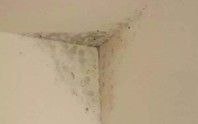 Cách loại bỏ nấm mốc dễ dàng trên tường nhà