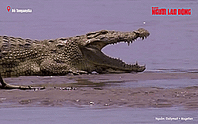 Bí ẩn cá sấu Nile, “ăn thịt hơn 300 người”
