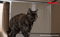 Flossie - cụ mèo 120 tuổi, già nhất thế giới