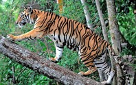 Người dân trình báo thấy hổ xuất hiện ở Phong Nha - Kẻ Bàng