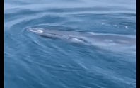CLIP: Cá voi xanh xuất hiện ở vùng biển Thanh Hóa