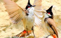 Mang cặp chim quý 19 triệu đồng đi giao dịch, bất ngờ bị “đối tác” cướp