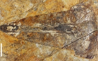 Bọ cạp thủy quái dài 1,1 m hiện hình nguyên vẹn sau 303 triệu năm
