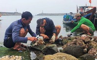 Nỗ lực bảo tồn hàu răng cưa khổng lồ