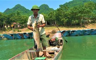 Đặc sản cá trắm nuôi trên sông Son