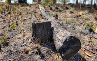 Cận cảnh rừng bị đốt phá, đầu độc trong dự án 25.000 tỉ đồng của Công ty Sài Gòn - Đại Ninh