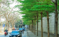 Cây xanh bị nâng khống giá được trồng ở đâu tại Hà Nội?