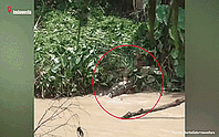 Mẹ lao vào chiến đấu với cá sấu đang kéo con gái xuống lòng sông
