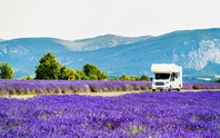“Refresh” tinh thần hiệu quả ở những vườn lavender đẹp nhất thế giới